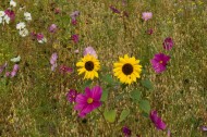 meadow How to park your lawn mower for good: the Meadow Project