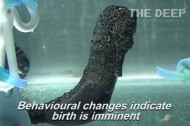 Hey Arizona, check out this male seahorse giving birth