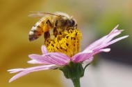 Greener consumption: the birds and the bees (and the bats) edition