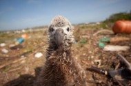 midway laysan albatross MIDWAY: Where your plastic ends up
