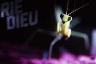 Experimental praying mantis from the Vimeo Fest