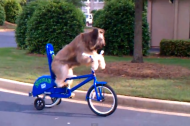 This week's top trending videos starring a bike riding dog and the Staples Center