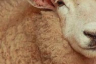 Look a farm animal in the eye?