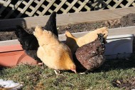 How to raise backyard chickens