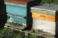 Building the perfect urban beehive