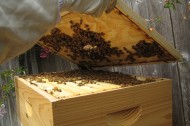 Urban beekeeping project aimed at Philadelphia's underserved youth