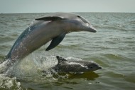 Gulf dolphins suffering from liver and lung disease — Hard partying lifestyle probably not to blame
