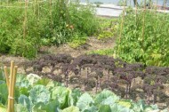 Occupy Brooklyn's rooftops! with gardens