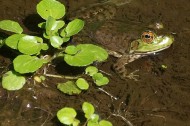 Kids protest farmed frog legs in Virginia