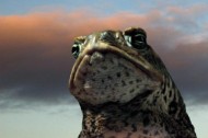 Sundance environmental films: the natural environment