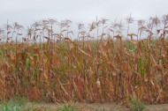 The Great Drought of 2012: Global warming in action?