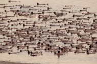 A thousand naked people floating in the Dead Sea