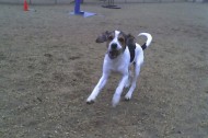 Poop-powered lighting planned for Arizona dog park