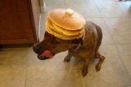 Balancing dogs vs Balanced dogs