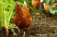 The Sustainable Chicken Project: turning trash into eggs