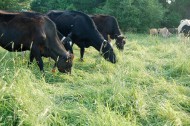 Saving the family dairy with grass-fed meat