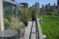 Maryland nursery specializes in plants for green roofs