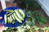 Habitat houses now come with organic gardens