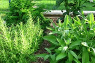 Organic herbs: another hotspot for green jobs?