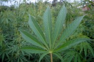 Certify it: the Clean Green Certified standard for organic marijuana
