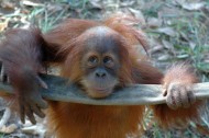 Green tech finds: the orangutan edition