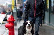 Adorable photos of fashionable puppies in Park City