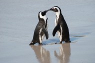 Bisexuality: Doing it like they do on the Discovery Channel