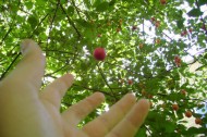 Foraging for food in downtown Seattle