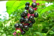 Green tech finds (5/6/10)