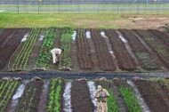 Can prison life be greener? The Sustainable Prisons Project thinks so…