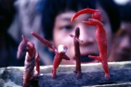 SECRETS OF THE TRIBE (World Documentary Competition)