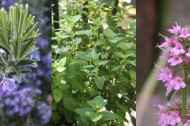 Spices that kill