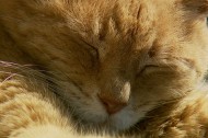 "Political Animals" indeed: Cat elected mayor in rural Alaska