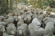 Counting Sheep: SWEETGRASS and the NYFF