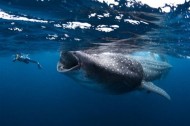 Caption this photo of a whale shark