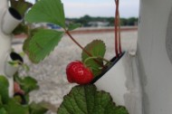 Farming Chicago's rooftops: The Urban Canopy