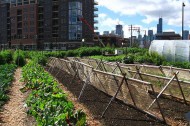 Five organizations fighting food poverty with organic farming