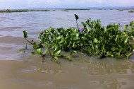 Invasive species as an economic resource: Lake Victoria's water hyacinths