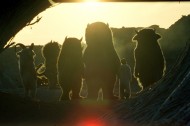 Where the wild boys are