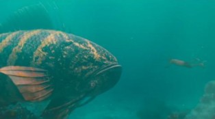 Dreams become reality when two young men photograph a gigantic fish leaping out of the sea.