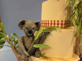 Koala_120x90 Koala_120x90