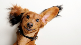 dog4_266x150 dog4_266x150