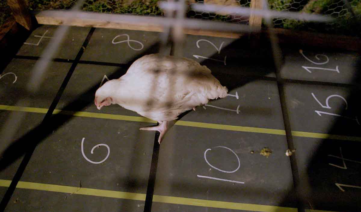 Talked About Scene – Introducing Chicken Sh-t Bingo, Norman’s New Favorite Party Game