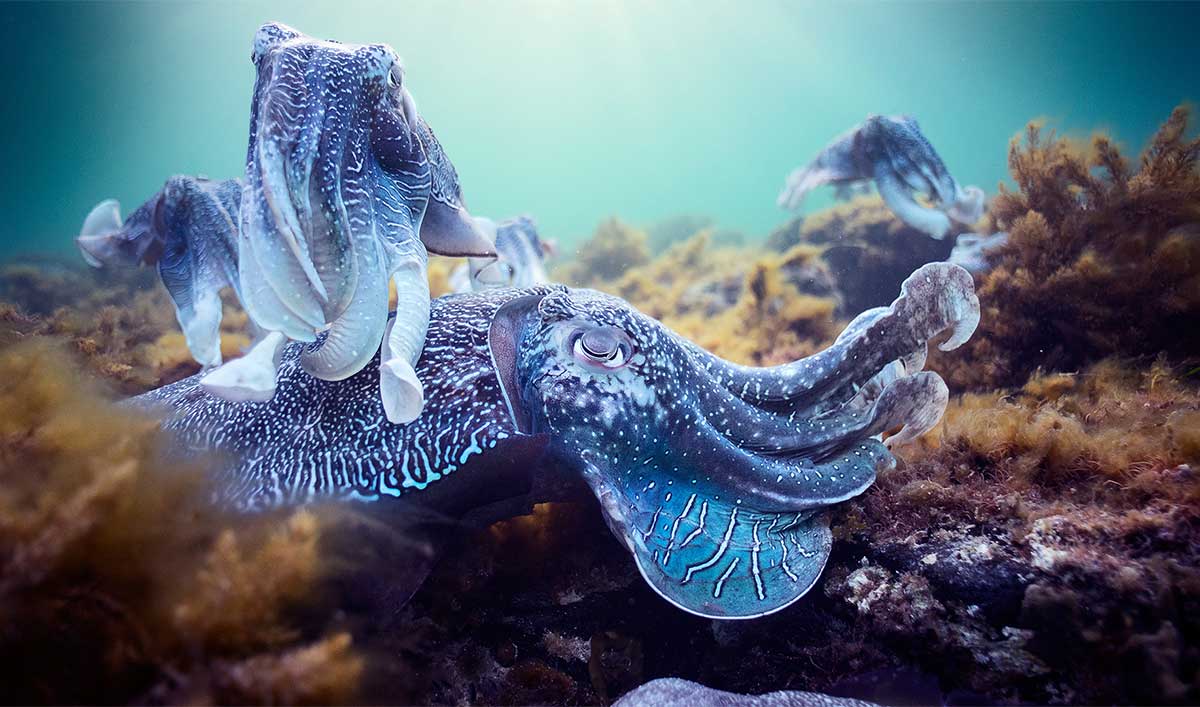 Explore the Depths of the Sea With <em>Planet Earth: Blue Planet II</em>