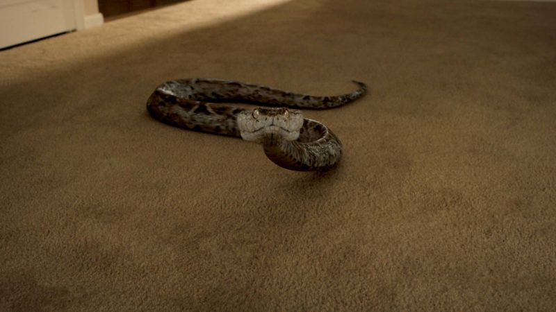 Lodge 49 Season 1 Teaser: Otherworldly