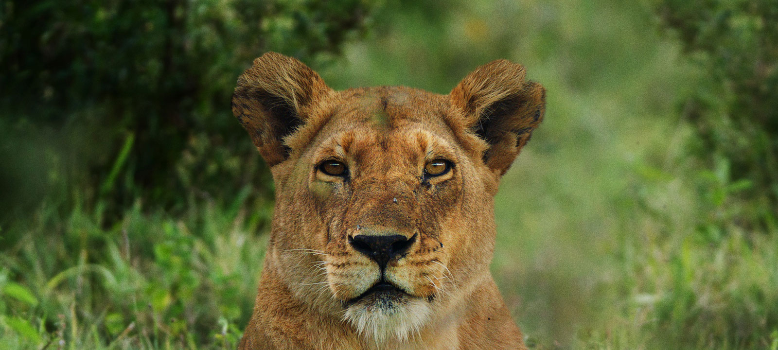 Dynasties_800x600