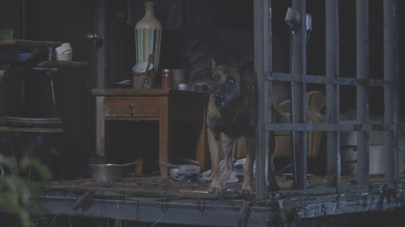 The Walking Dead: On Set With Norman Reedus and Dog