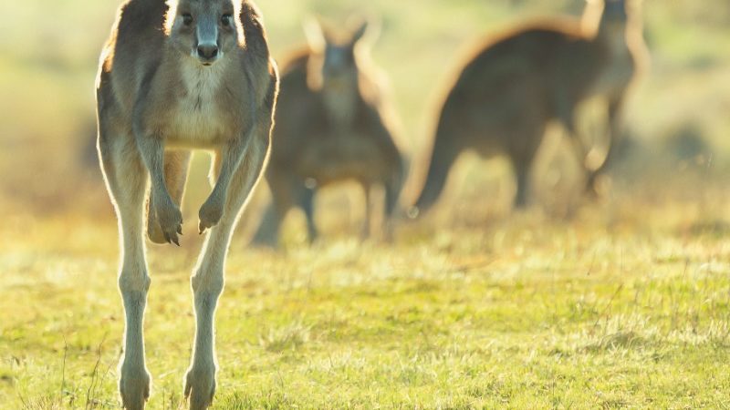 Seven Worlds Australia