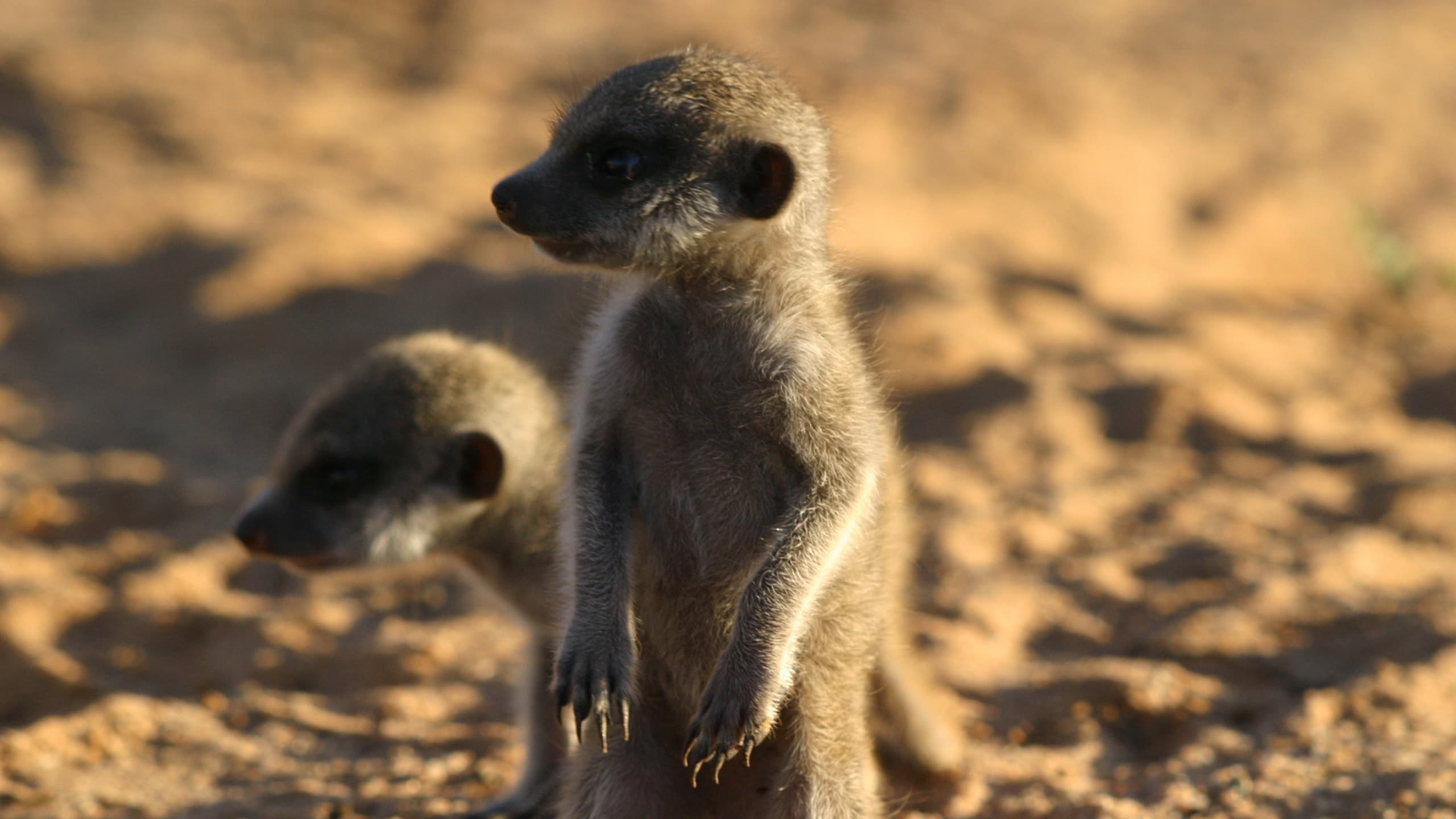 Watch Meerkat Manor Season 1 Episode 7 Online | AMC