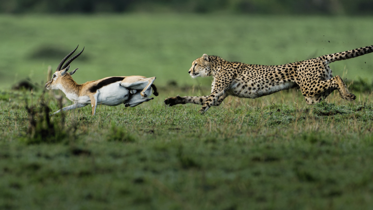 Predator v Prey